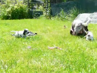 Une sortie dans l'herbe...! Chiots de Drogheda et Cooky, 4 semaines.