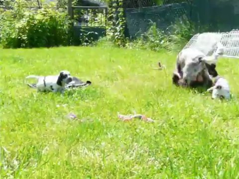 Une sortie dans l'herbe...! Chiots de Drogheda et Cooky, 4 semaines.