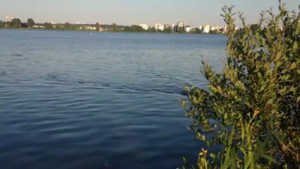 swimming rhodesian ridgeback