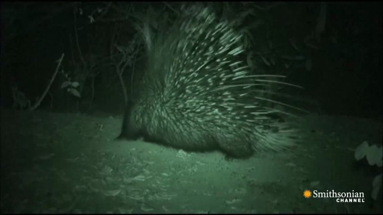 Blaireau contre porc-épic... Qui gagne???