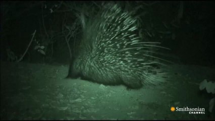 Blaireau contre porc-épic... Qui gagne???