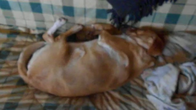 chien qui ronfle ( NONA ).