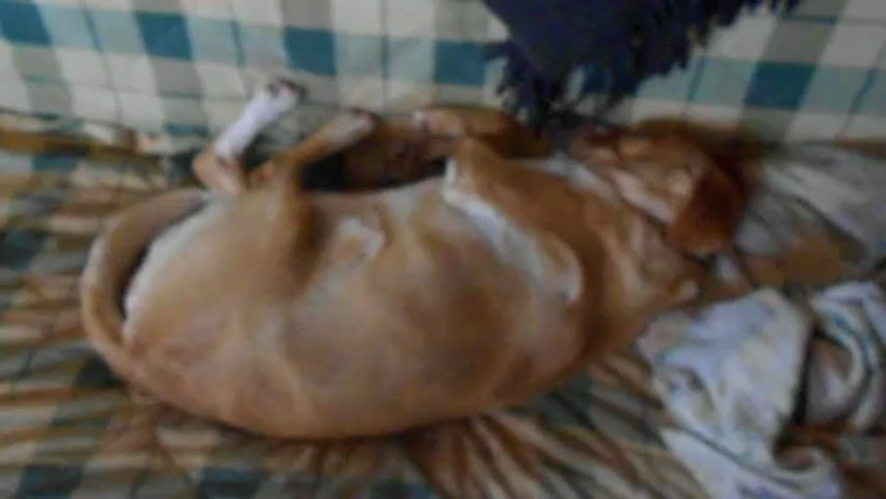 chien qui ronfle ( NONA ).