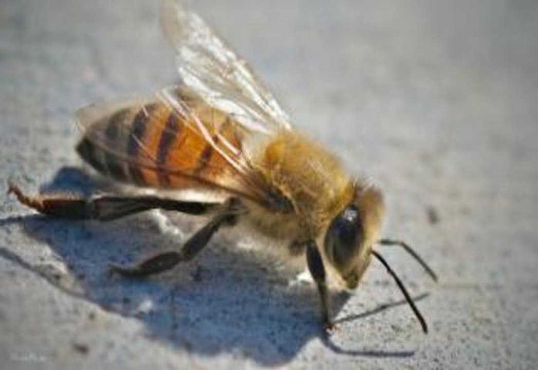 Should You Bee Scared? Man Dies After 40,000 Ki...