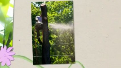 Gary Moore's Tree Service - (478) 588-1221