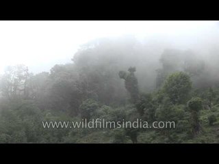 Temperate coniferous forests of Bumthang in Bhutan