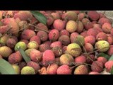 Red Green and Yellow: Lychees of Dehradun