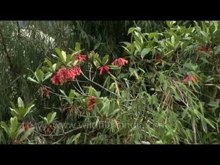 Rhododendron cinnabarinum growing in eastern Bhutan