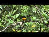 Nepal Yellow-backed Sunbird in Bhutan