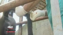 Dosi massicce di vaccino contro la brucellosi, 180 bufale sequestrate nel casertano