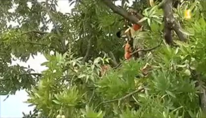 L'agressivité de certains riverains d'outumaoro ce matin. Ils ont caillassé les pompiers de Punaauia venus abattre deux arbres