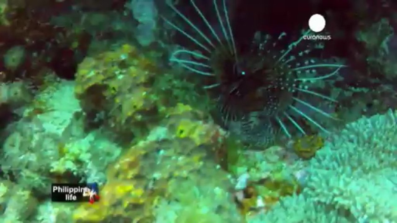 The Philippines' underwater world