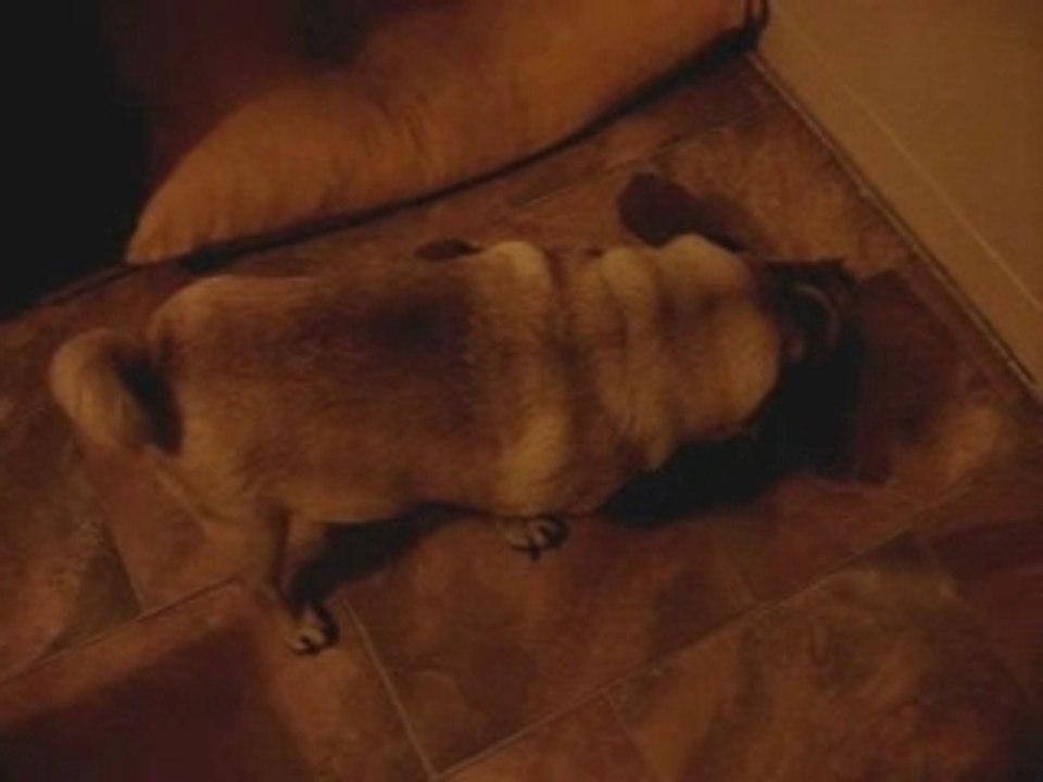 Un chien qui aime son Ours à la folie