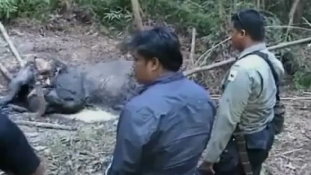 Elephants poisoned by poachers for tusks in shocking video