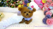 989-130511-Pocket poodle Teacup poodle Toy poodle teacup poodle teacup poodle