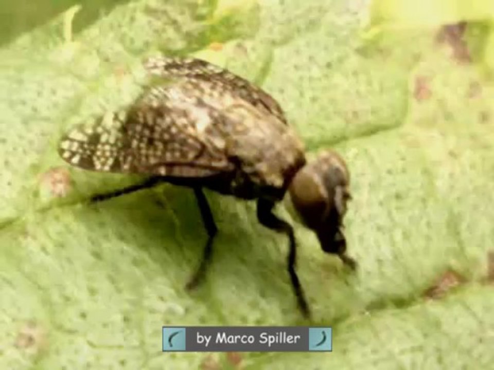 Platystoma seminationis