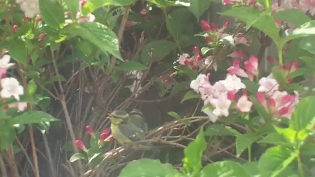 le goûter des bébés mésanges