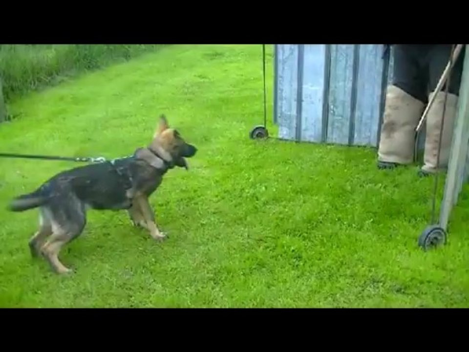 Idyle 4 mois au mordant