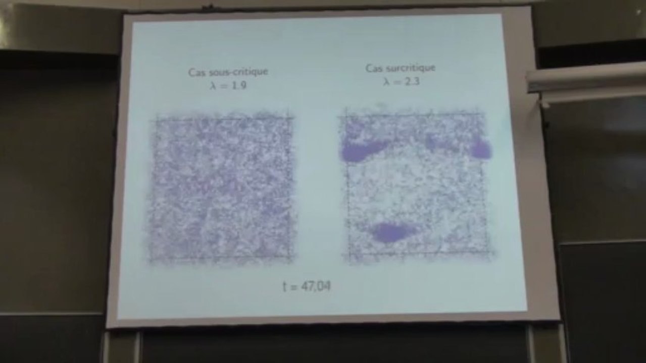 Modélisation de l’alignement dans les sociétés animales (bancs de poissons, nuées d’oiseaux) : limites cinétiques et transitions de phase, par Amic Frouvelle