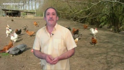 La majorité des oiseaux n'ont plus de zigounette :-(