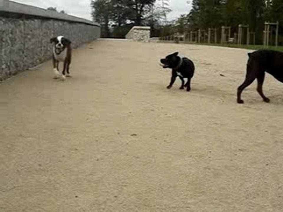 Staffi et Boxer