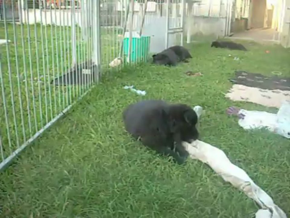 5 juin 2013 (2) : 6 semaines (femelles marron et bleue)