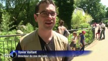 Un couple de pandas roux formé au zoo de Lyon