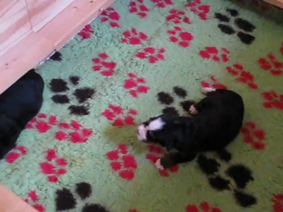 Un jour j'y arriverai comme un grand !