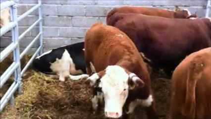 Gebe Düve,Hoştayn,Kooperatif ihaleleri,hayvancılar birliği,