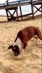 Ce chien mange un citron et réagit de manière très drôle