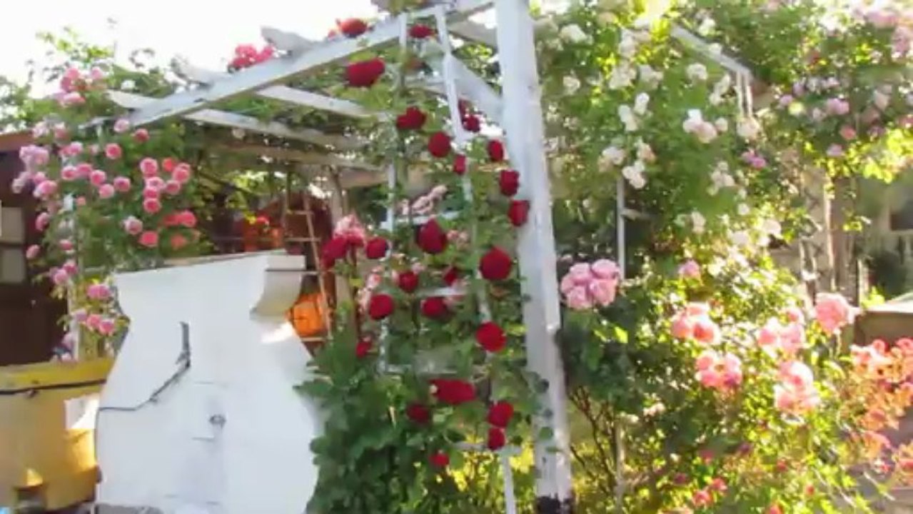 jardin 5 juin 2013 005