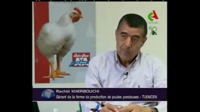 Algerie,Tlemcen,production avicole moderne
