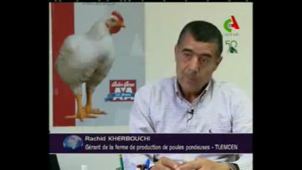 Algerie,Tlemcen,production avicole moderne