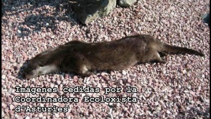 Muerte de nutrias por veneno en Asturias