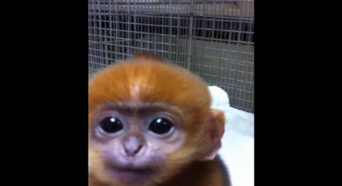 Menacé, un bébé singe survit dans un zoo australien