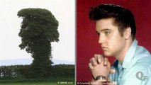 Does This Tree Look Like Elvis?