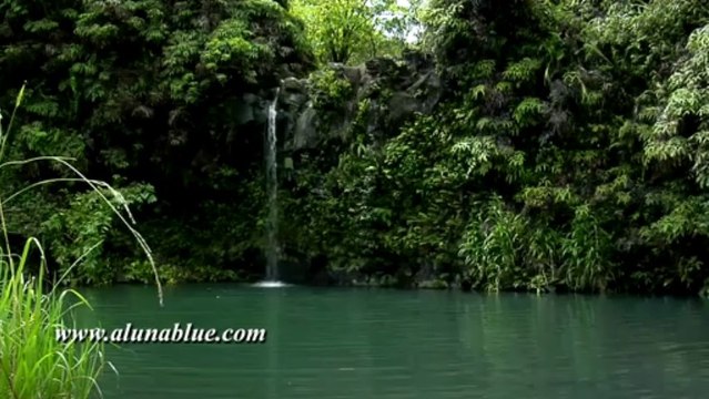 Stock Video - Stock Footage - Video Backgrounds - Tropical 0110