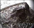 Sieste des 3 poussins de Faucons pèlerins