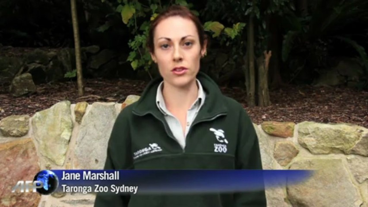 Zum Knuddeln: Australischer Zoo rettet Affenbaby