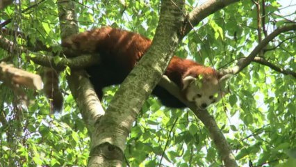 Romance no ar entre pandas vermelhos