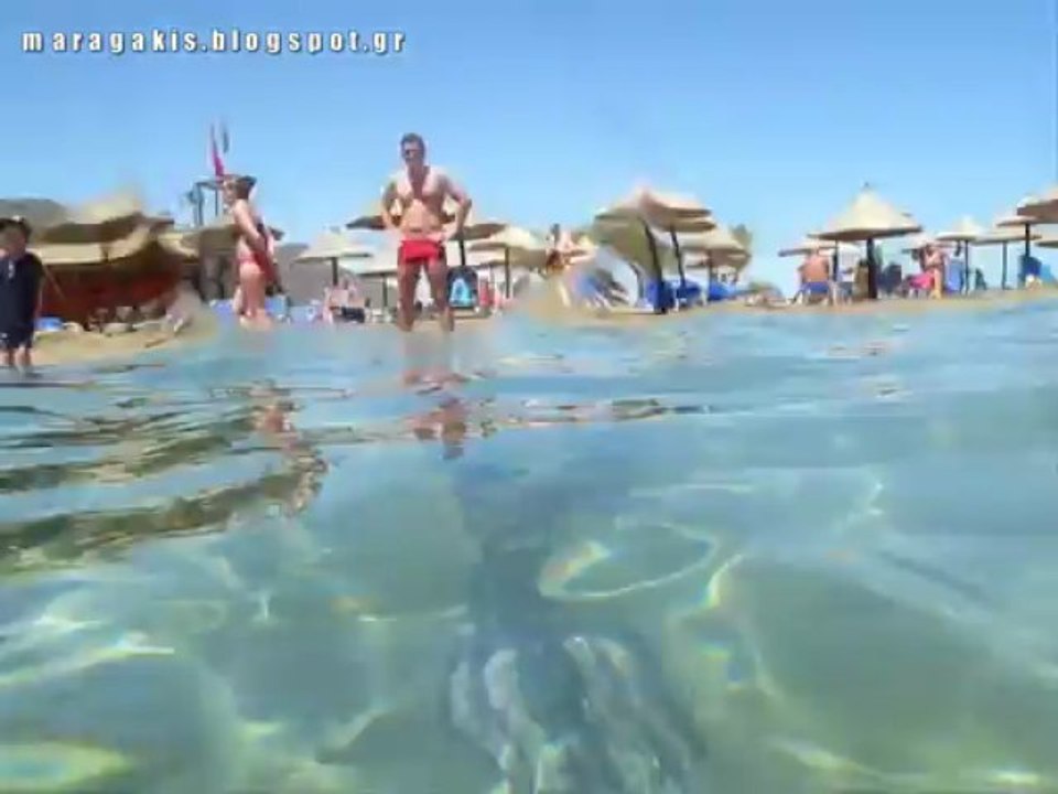 Neon Flying Squid (Ommastrephes bartramii) - Hersonissos Crete Greece