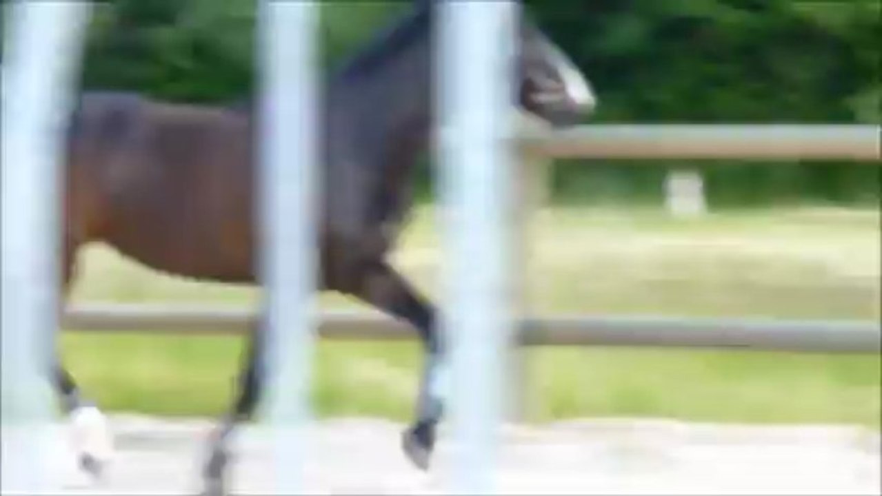 Cuba Libre en liberté dans la carrière 06/06/2013
