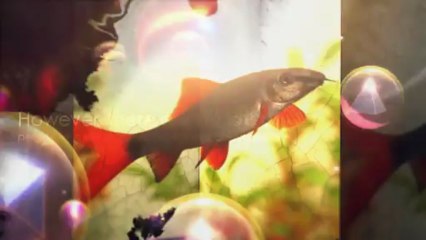 Shark Behaviour - Amazing Animal Books for Young Readers