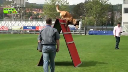 Erec von der schoenen Ecke - FMBB WM 2013 - B 96p