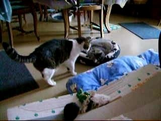 Roxane la Pipelette !!!