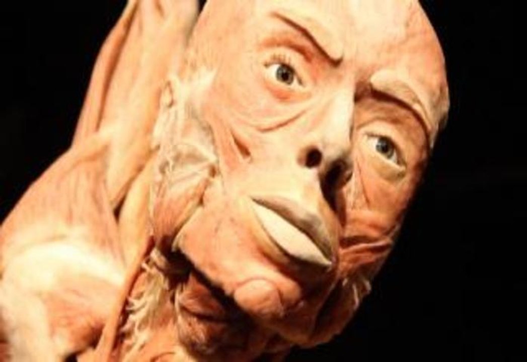 New York Body Worlds:Pulse Exhibit Celebrates Life Through Death