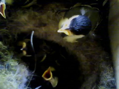 NICHOIR MESANGE 06/06/2013 :: 15ème jour