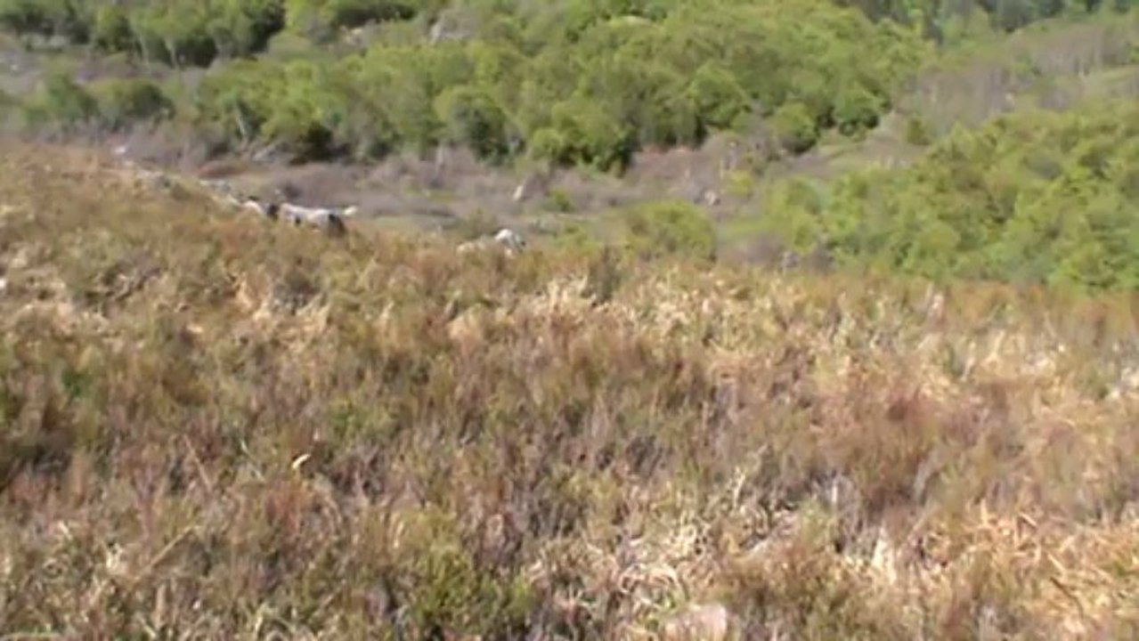 Crêtes Vosgiennes début juin 2013