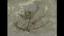 Oldest primate fossil discovered