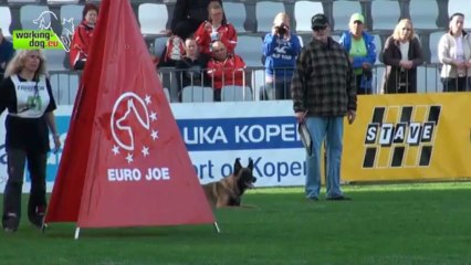 Erec von der schoenen Ecke - FMBB WM 2013 - C 95p